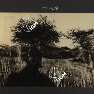 Dancalia - Aussa - Batiè - Uollo - FT00000133
