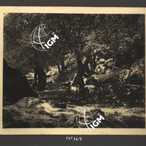 Ieggiù - Angot - Lasta - Uag - Seloà -Tembien - FT00000195