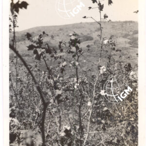 Campo di cotone 2 - 1940 - FT00000423
