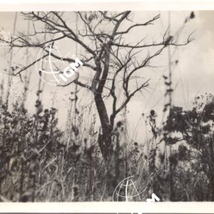 Albatà  l'albero triste della ciaka e del banecà 2 - 1940 - FT00000425