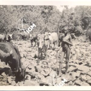 Il pastore e l'armento a Ciancio Gordomè 2 - 1940 - FT00000430