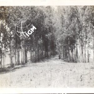 Viale di eucalipti a T. Kapi V - 1940 - FT00000472