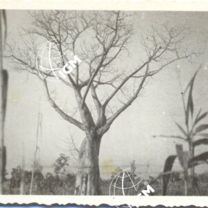 Il baobab Dabus 12 - 40 - FT00000494
