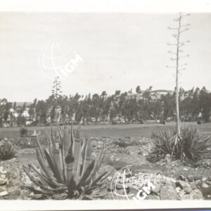 Agave - tombe - eucalipti - FT00000518