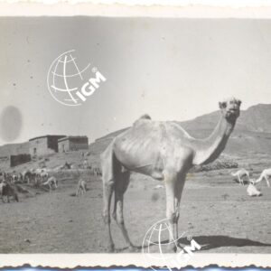 Il cammello - FT00000554