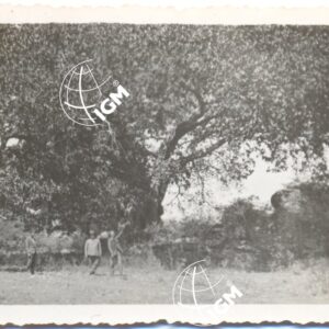 Bosco di Adigrat - FT00000560