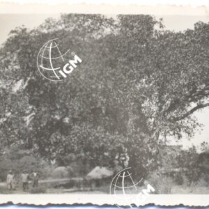 Il sicomoro - FT00000572