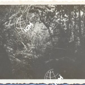 Nella foresta - marcia su Lekemti - FT00000623