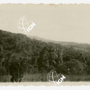Foresta - FT00000643