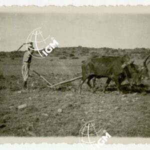 Aratura Uollo - FT00000644