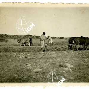 Aratura Uollo - FT00000645