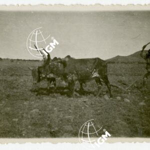 Aratura Uollo - FT00000648
