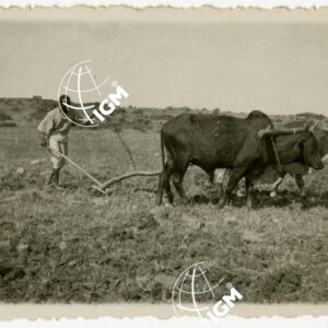 Aratura Uollo - FT00000650