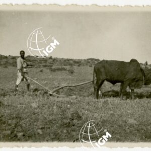 Aratura Uollo - FT00000651