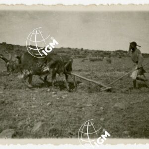 Aratura Uollo - FT00000654