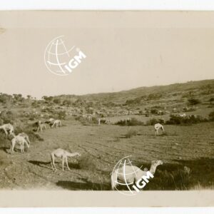 camelli a Negasc - FT00000660