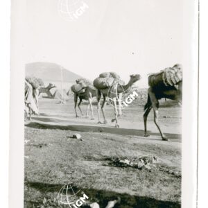 cammelli - FT00000812