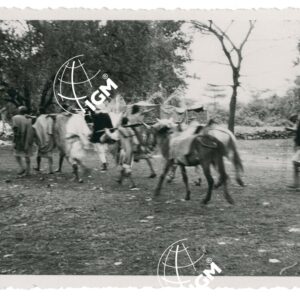 Armati Galla ad Alomatà - FT00000964