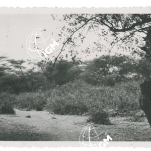 la boscaglia di Bitimò - FT00000965