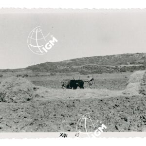 la trebbiatura - FT00000969