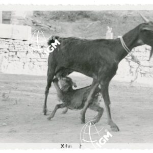 Nerina e figlio (capre) - FT00001056