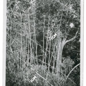 foresta di bambù Didessa - FT00001119