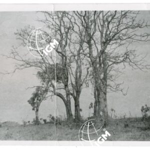 tombe di galla Lieka - FT00001127