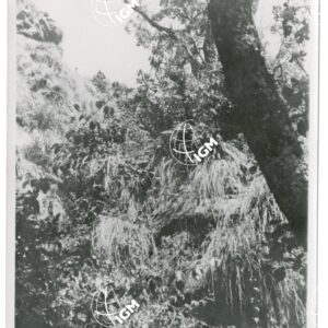 foresta al Tullu Gergo - FT00001161