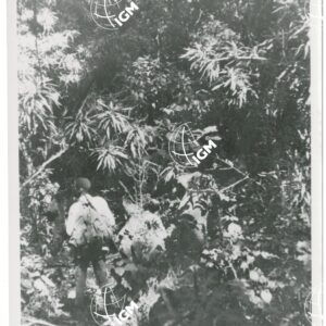 foresta del Birbir - FT00001162