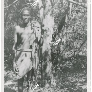tipo galla foresta del Birbir - FT00001167