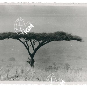 Acacia ombrellifera T. Lucio - FT00001190