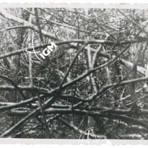 foresta sul Birbir - FT00001193
