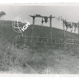 trofei galla al T. Kellei - FT00001228