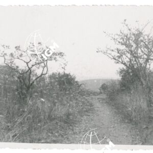 cavallette - FT00001242