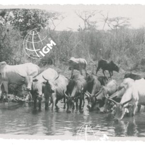 Zebu all'abbeverata Bikir - FT00001267