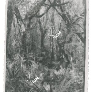 foresta F. Bikir - FT00001269