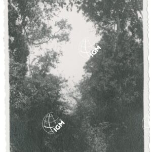 foresta sull'Ua - FT00001270