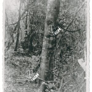 foresta Ua - FT00001271