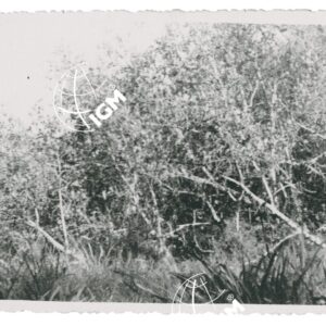 Bikir - FT00001272