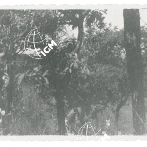 boscaglia sul Bikir - FT00001277