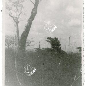Ciaka - FT00001284