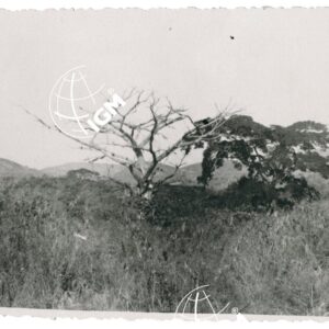 T. Gunaccio - FT00001286