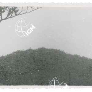 T. Umi - FT00001290