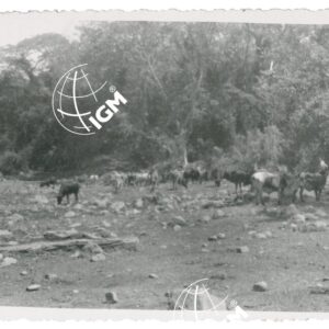 Harà Ua - FT00001292