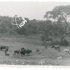 Harà Ua - FT00001294