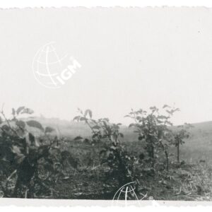 Gulisso - FT00001302
