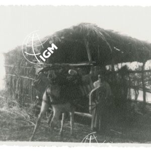 Desta ed il mulo Ciallia - FT00001341