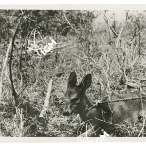 il campitè Gulisso - FT00001373