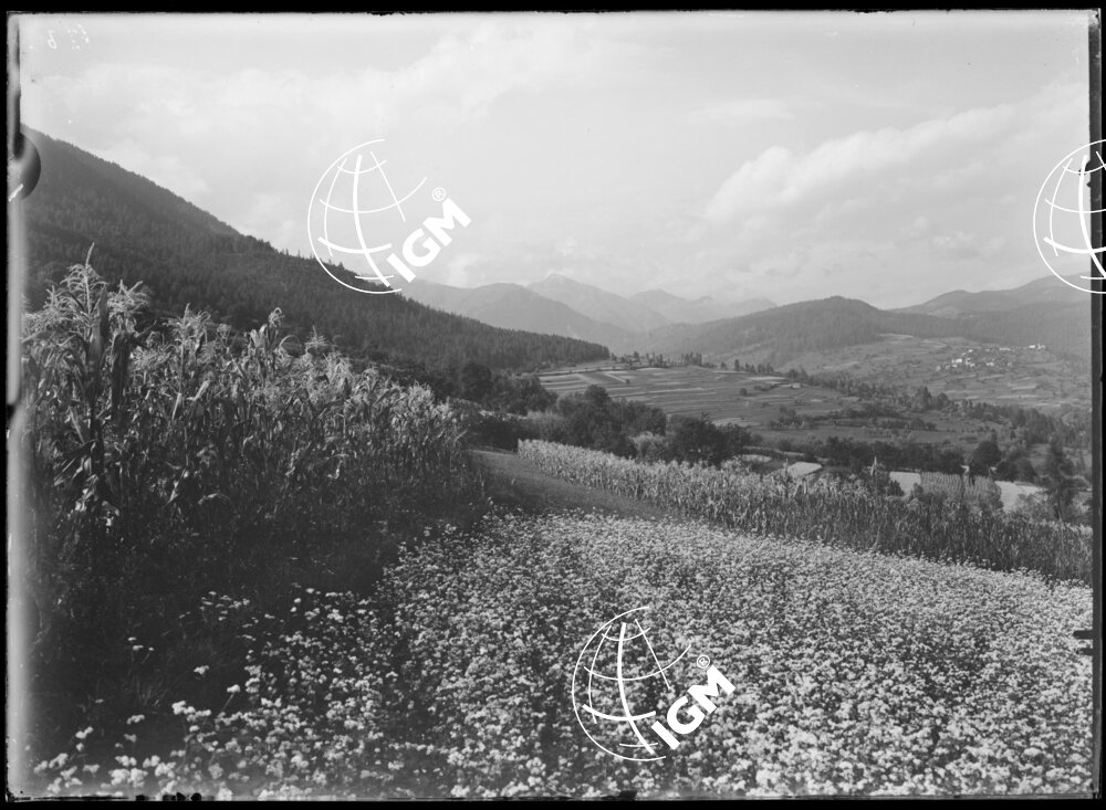 Val di Proveis o Testata Val di Non - LN00009705