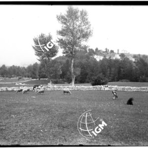 Campo Fontana - LN00009944